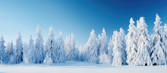 Fototapete - A picturesque winter forest with snow covered pine trees and a clear blue sky offering a beautiful copy space image