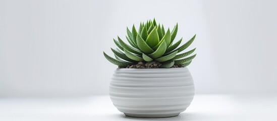 Poster - Copy space image of a Haworthia Cooperi succulent plant displayed in a pot on a white table seen from the front