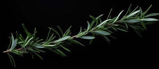 Poster - A top view of a sprig of rosemary against a dark background providing ample copy space for additional elements