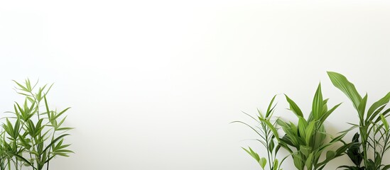 Aufkleber - A clean and bright copy space image of plants placed at home with a white background