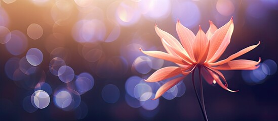 Poster - A stunning flower captured with a mesmerizing bokeh background in a copy space image