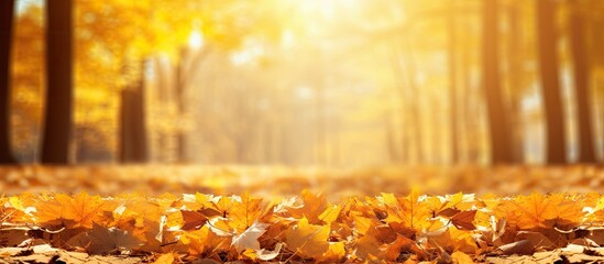 Poster - The autumn sun warms the yellowed foliage that has fallen onto the warm earth creating a scenic copy space image 132 characters