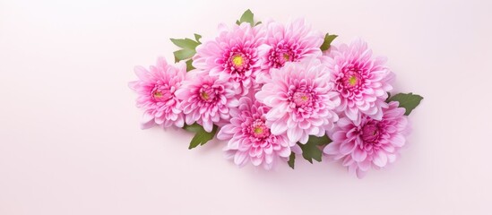 Leinwandbilder - A top down view of a pink chrysanthemum bouquet placed on a white surface leaving room for text in the background Flat lay style. Creative banner. Copyspace image