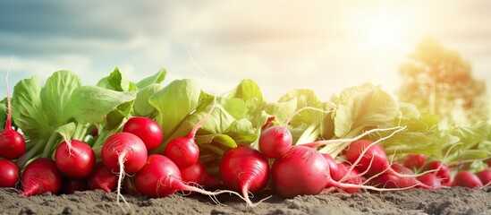 Agricultural background with fresh radishes a vibrant vegetable Ideal for adding text. Creative banner. Copyspace image