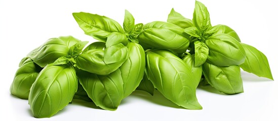 Canvas Print - Closeup copy space image of fresh green basil on a white background