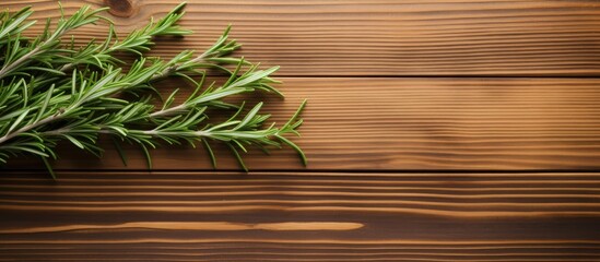 Wall Mural - Closeup of fresh rosemary sprigs arranged on a wooden table providing an inviting copy space image