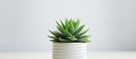 Poster - Copy space image of a Haworthia Cooperi succulent plant displayed in a pot on a white table seen from the front
