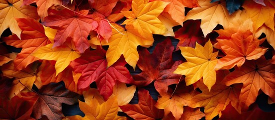 Aufkleber - Autumn leaves create a beautiful background with plenty of copy space for images
