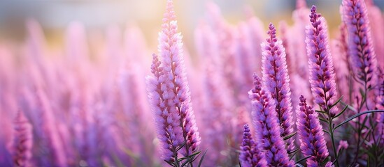 A copy space image showcasing blooming Calluna flowers in a garden providing a natural background