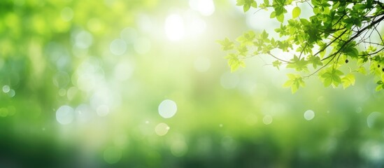 Aufkleber - A natural background with green colored abstract bokeh sunlight and trees perfect for adding a copy space image