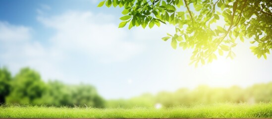 Poster - Bright sunny day with a natural background of green wood providing ample copy space for text and a picturesque summer landscape