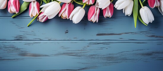 Aufkleber - A top down view of white and pink tulip flowers resting on a blue wooden table creating a visually pleasing image with ample copy space