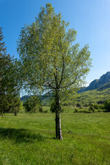 Sticker - tree in the mountains