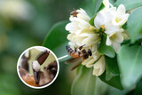 Fototapeta  - Honey bee collecting bee pollen from white flowers, large bee pollen deposits that accumulate on bee legs, show enlarged image in the circle