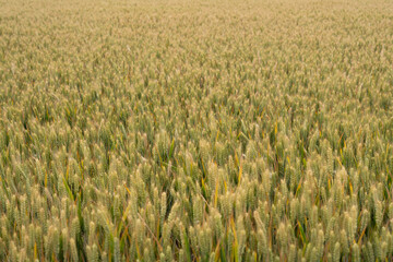 Wall Mural - Ripe ears of meadow wheat field. Ears of green wheat.	