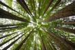 © Atichart - Californian redwoods in Beech Forest, Victoria, Australia.