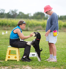 Sticker - miniature schnauzer training for obedience