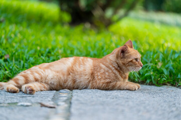 Poster - Cat resting on the ground