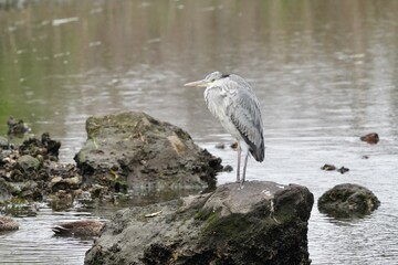 Wall Mural - grey heron in s seashore