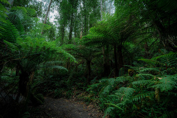 Scenic view of a pathway in a green forest in Australia