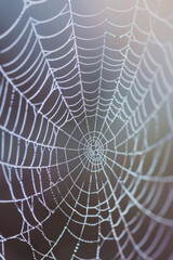 Close-up of a spider web covered in morning dew, highlighting the intricate patterns and delicate texture of the silk. 