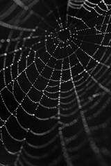 Close-up of a spider web covered in morning dew, highlighting the intricate patterns and delicate texture of the silk. 