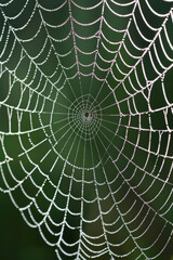 Close-up of a spider web covered in morning dew, highlighting the intricate patterns and delicate texture of the silk. 