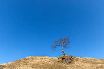 Sticker - tree on the hill