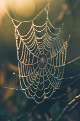 Close-up of a spider web covered in morning dew, highlighting the intricate patterns and delicate texture of the silk. 
