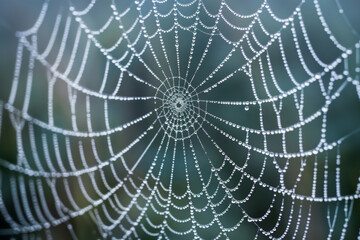 Close-up of a spider web covered in morning dew, highlighting the intricate patterns and delicate texture of the silk. 