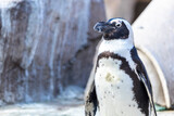 Closeup shot of an African penguin in a zoo habitat