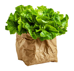 Wall Mural - Fresh green lettuce in a crumpled brown paper bag, cut out - stock png.