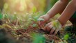 © STOCK IMAGES STALL - Child hands planting a tree with copy space for text, sun light is coming from behind