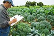 © Natalia - farmer inspecting broccoli crop in field, clipboard in hand