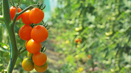 Wall Mural - Cherry tomato harvest. Fresh tomato on a branch, eco-friendly growing of tomato at home in the garden