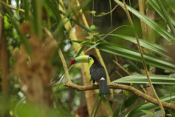 toucan on a tree in a park or forest