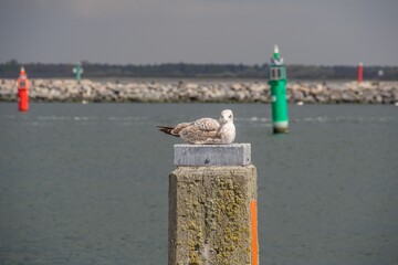Wall Mural - two seagulls standing on top of a wooden post in the water