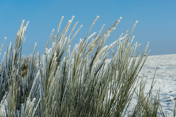 Poster - Tall grass in a meadow covered with snow