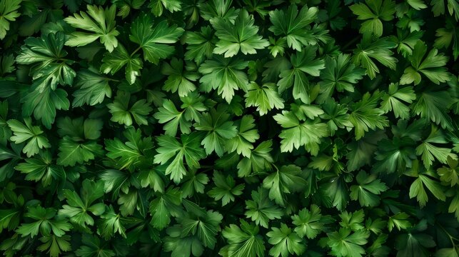 parsley close-up wallpaper texture pattern or background 1