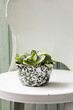 © Bidwell Studio - seedlings in enamelware spatter pots