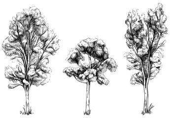 collection of hand drawn trees. sketch illustration isolated on white background set.