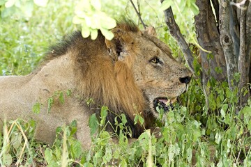 Wall Mural - Lion (Panthera leo) in South Luangwa National Park. Zambia. Africa.