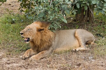 Wall Mural - Lion (Panthera leo) in South Luangwa National Park. Zambia. Africa.