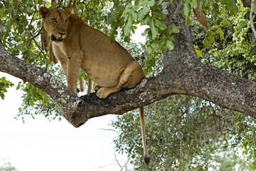 Wall Mural - Lioness (Panthera leo) on a tree in South Luangwa National Park. Zambia. Africa.