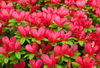 Wall Mural - Pink azalea flowers with green leaves in the background