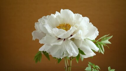 Canvas Print - White tree peony flower, isolated on brown background