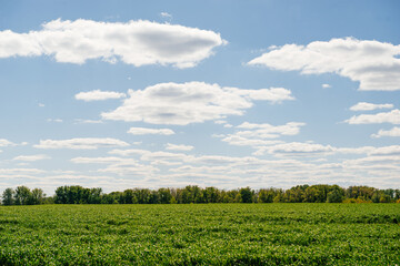 A field of still green wheat at sunset