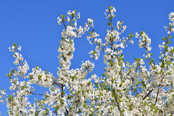 Wall Mural - A sprig of white cherry blossoms against a blue sky