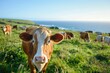 © AIGen - Cows On Farm. A Herd of Dairy Cows Grazing Outdoors in a Pasture by the Ocean in Victoria