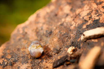 Panda King ball isopoda rathkes woodlouse, Cubaris sp. 